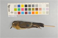 藏品(栗背林鴝)的圖片